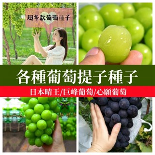 🍇超多品種葡萄提子種子 超多選擇日本晴王*爬藤陽光玫瑰藍寶石心願葡萄巨峰葡萄葡萄籽南北庭院陽台種植