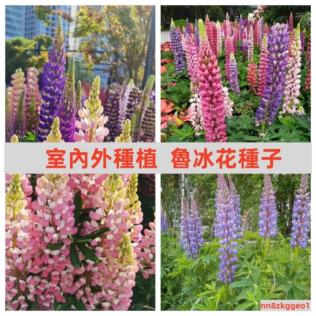 🔥【魯冰花種子 】花種子 庭院陽臺花卉盆栽 四季易種