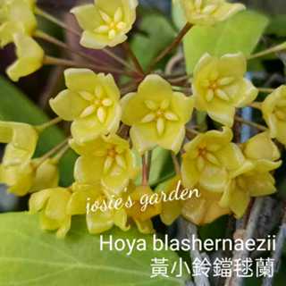 《喬西花園》毬蘭 Hoya hoya blashernaezii 黃小鈴鐺