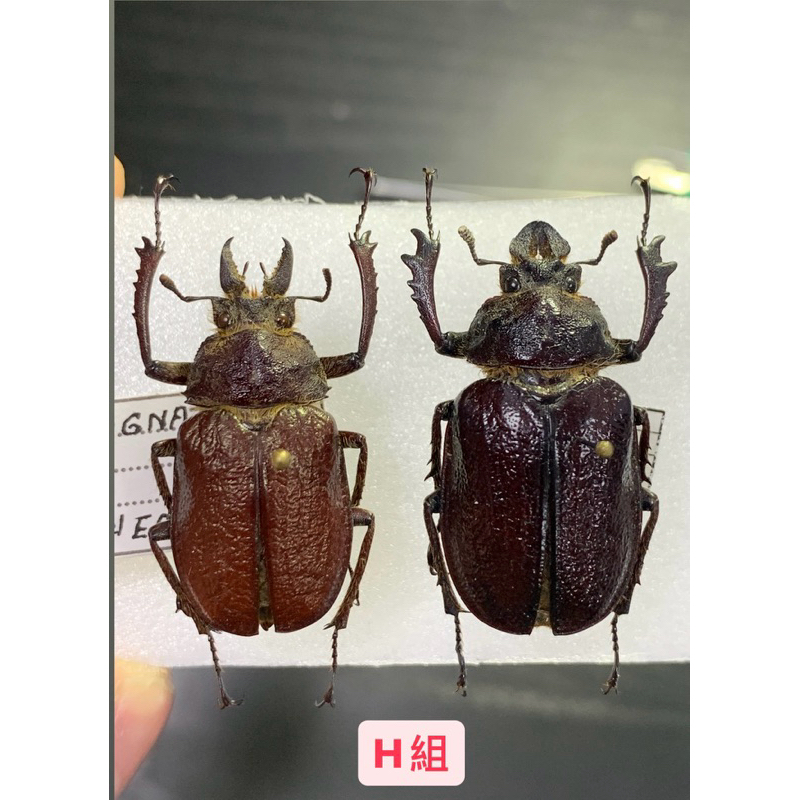 厄瓜多學名：Sphaenognathus kolbei考氏四眼鍬鍬形蟲標本/極稀少物種/母蟲更加少見/對蟲標本/甲蟲標本