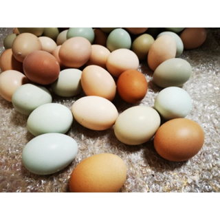 雞蛋 優質農卵新鮮生鮮雞蛋 蛋 農場直送 白殼雞蛋 紅殼雞蛋 健康營養天然