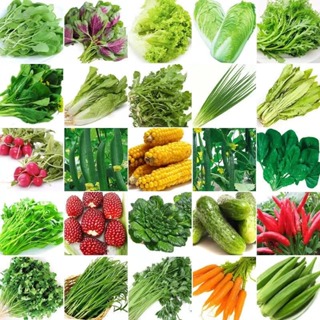 【蔬菜種子大全】蔬菜速生五十天可生長可多次採摘 家庭蔬菜種子雞毛菜 番茄 菜心上海青 空心菜 香菜 玉米 南瓜 苦瓜種子