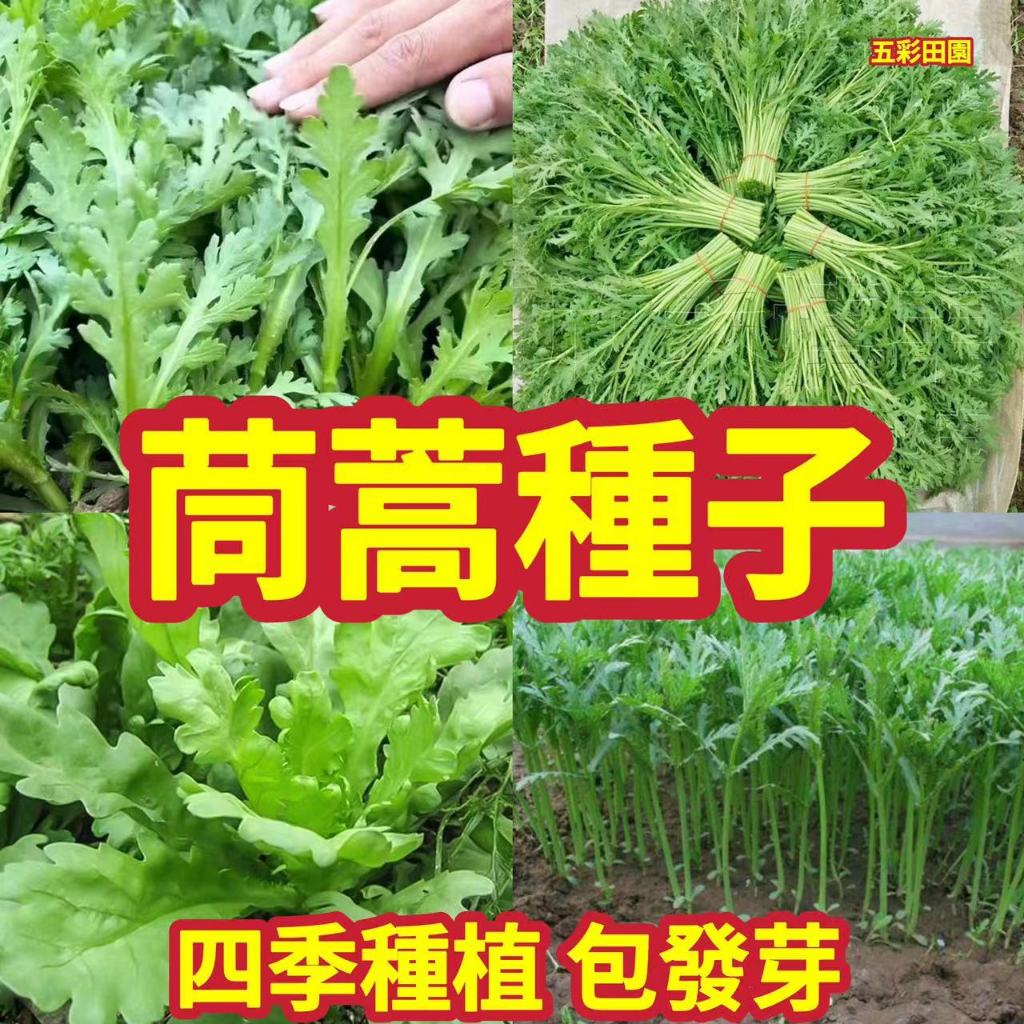 免運 開發票 收據 【茼蒿種子】大葉小葉茼蒿種子 光杆茼蒿 四季蔬菜種子 火鍋必備蔬菜 四季蔬菜種子 包發芽