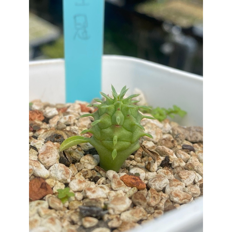 【群星冠】Euphorbia stellispina/大戟科/塊根植物/群星冠/實生