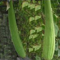 四季播蔬菜種子 庭院陽台可種植爬藤蔬菜 絲瓜種子 長棒絲瓜種子 可做絲瓜布 1粒1元(拍30粒發40粒)