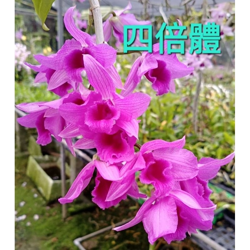 甜甜價🌸四倍體石斛蘭 🌸花苗🌸春石斛