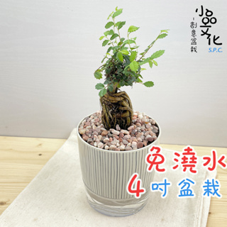 【小品文化】榆樹【現貨】4吋仿瓷免澆水盆栽 室內植物 室內盆栽 懶人盆栽 水培植物 水培盆栽 室內盆栽 觀葉植物