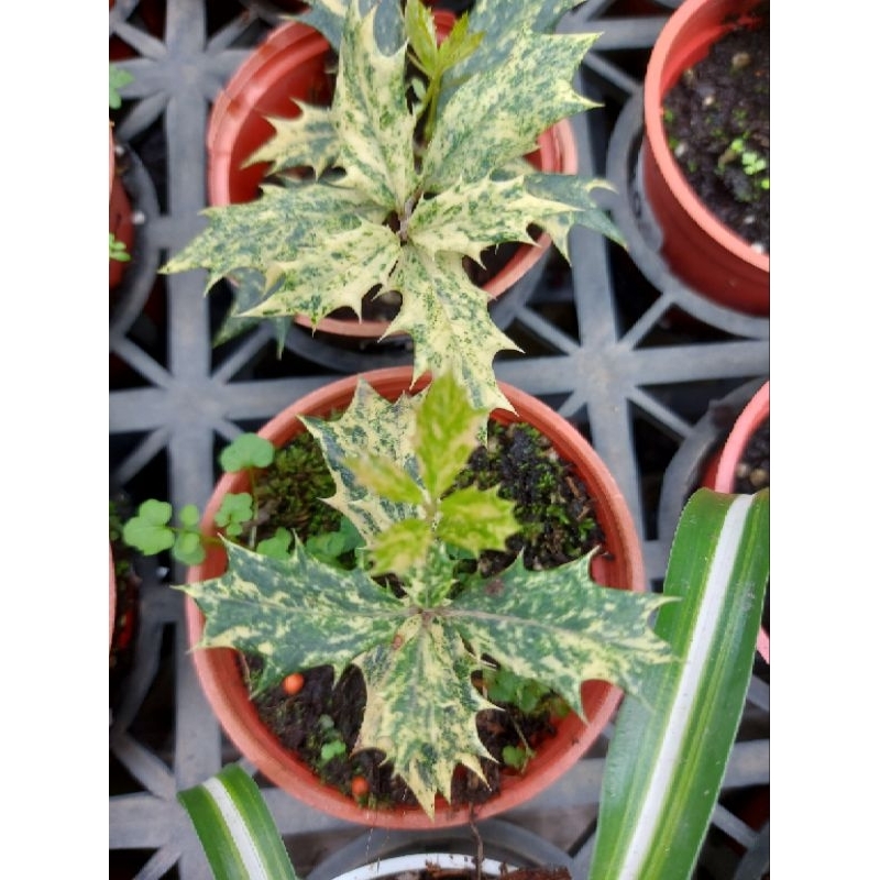斑葉冬青蕨，3吋盆，好養護