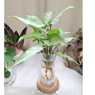 《Kamata🌈》☘️白玉合果芋 玻璃曲線瓶☘️水耕盆栽 土培盆栽 雨林植物 觀葉植物 綠化植物 裸株