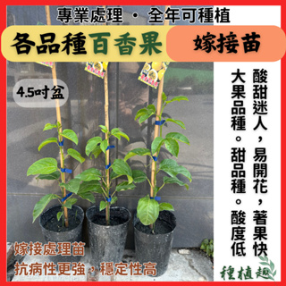 [種植趣] 新品種 嫁接百香果苗 大果 甜度高 酸度低 抗病強 高穩定 台農1號 滿天星 黃金百香果 金三角 蜜糖 果樹