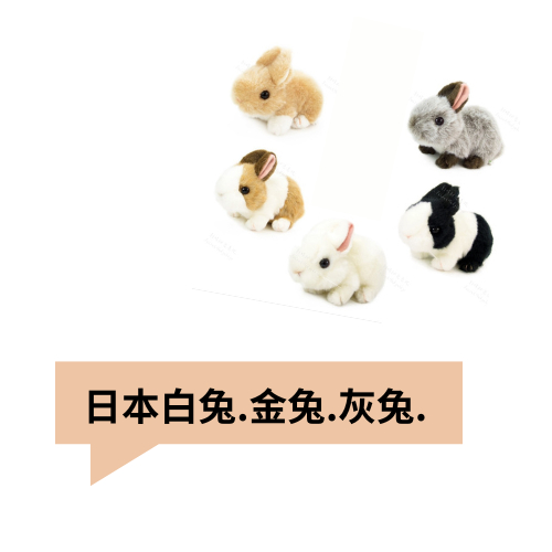日本 E 兔兔 兔子 道奇兔 金兔 棕兔EVEVBB 雪兔 白兔 絨毛EV娃娃 玩偶 娃娃 公仔。