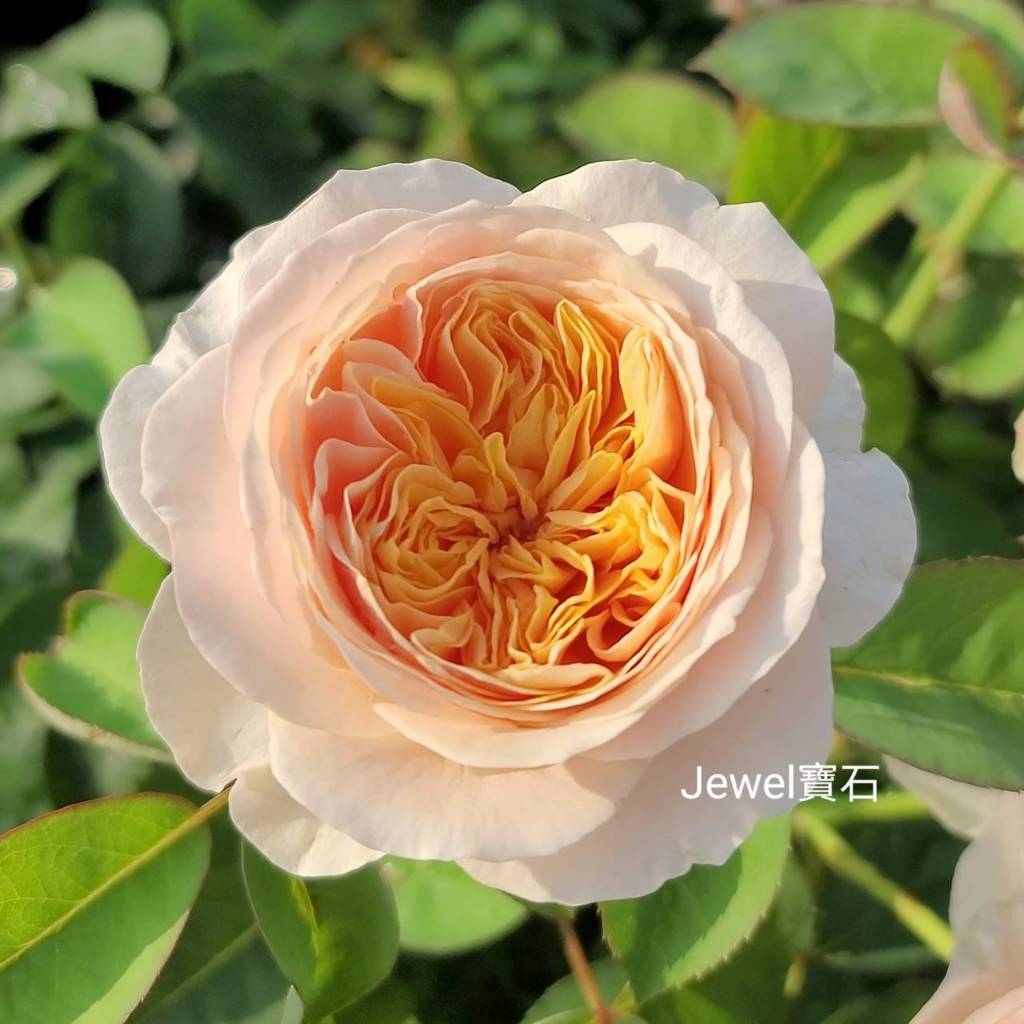 💎寶石玫瑰💎《茱麗葉》玫瑰花苗、月季花苗，4吋盆。