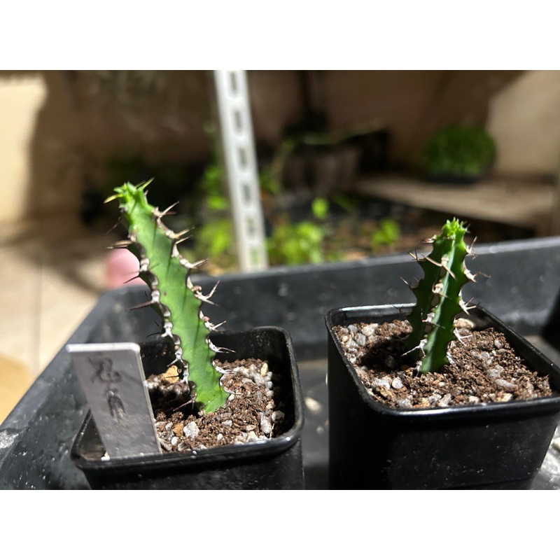 ·大戟·鬼角大戟·Euphorbia petraea