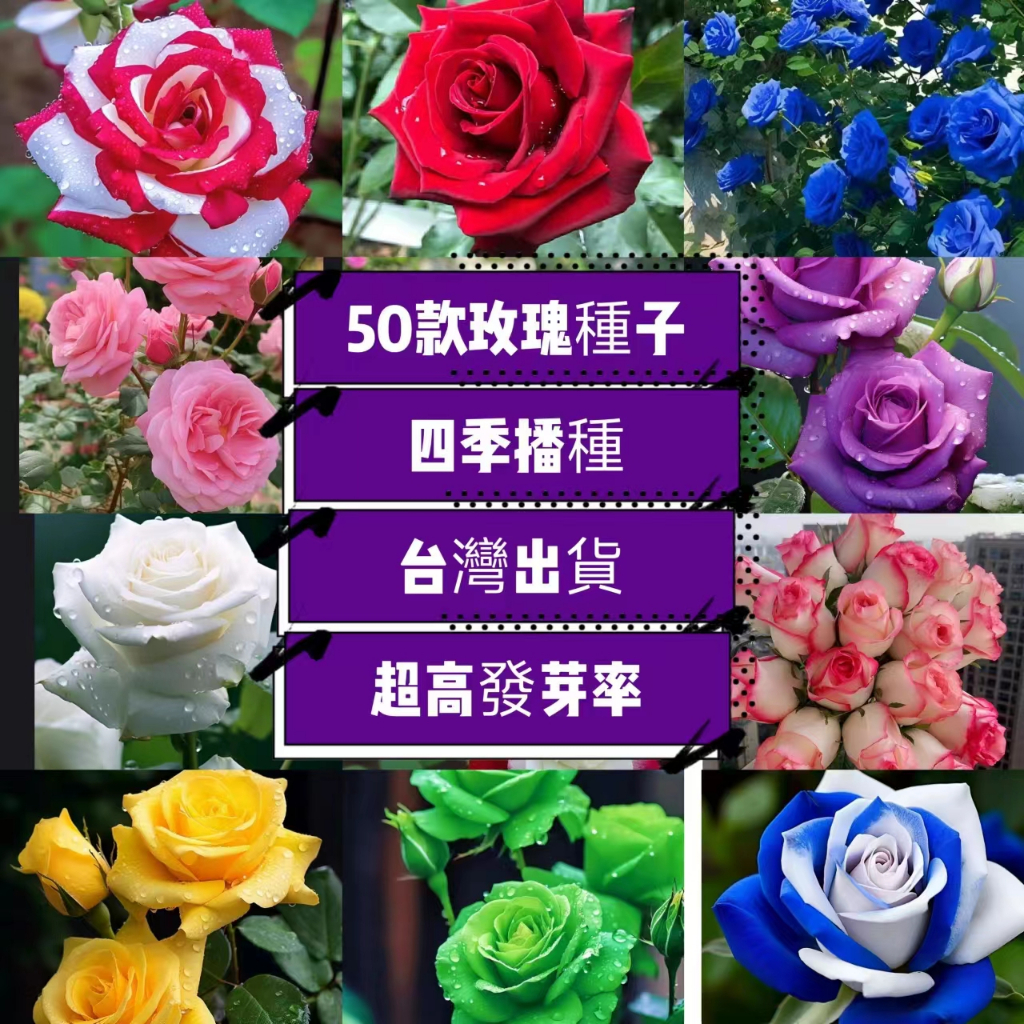 🔥🔥 台灣現貨 稀有玫瑰花種子 30款 超低價 玫瑰花種子 薔薇玫瑰種子 七彩玫瑰種子 月季花種子 花卉 綠植玫瑰種子