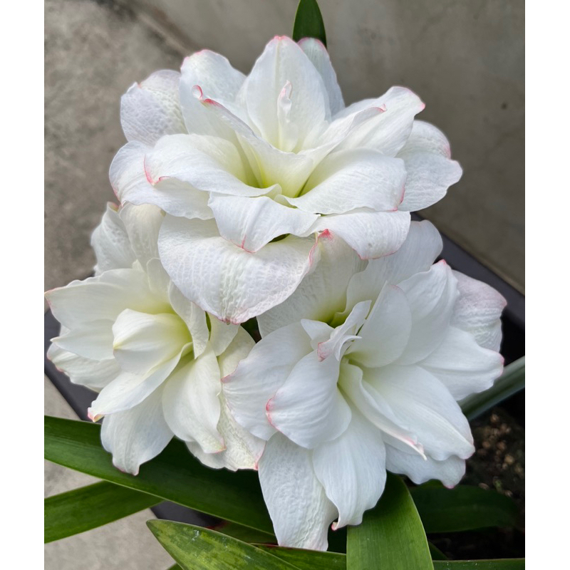綠花園 孤挺花 阿瑪迪斯 開花球