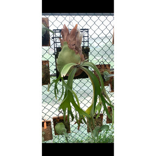蕨竅~爪哇峇釐鹿角蕨| willinckii ‘’Bali ‘’ | 峇裡爪哇鹿角蕨 | 側芽販售