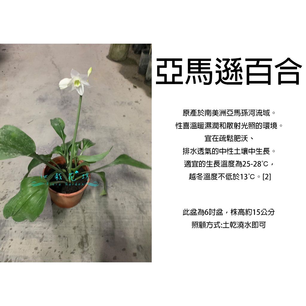 心栽花坊-亞馬遜百合/香花植物/觀花植物/球根植物/5吋/售價300特價250