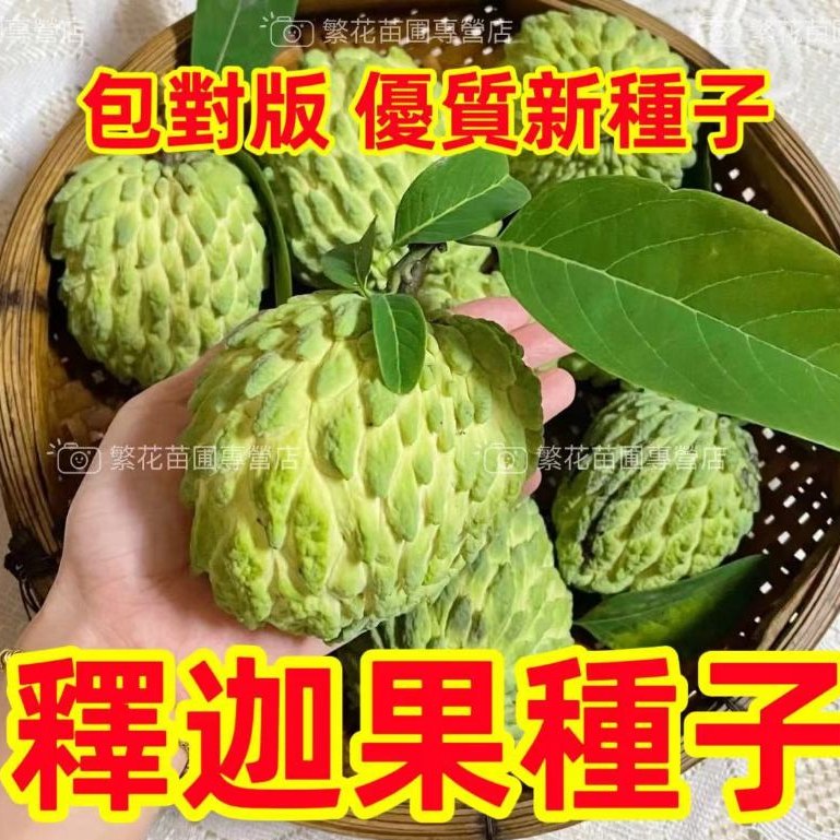 💥💥【牛奶釋迦果種子】釋迦果樹苗 正宗臺灣番荔枝種子 賴球果 佛頭果 林檎種籽 果樹種子 應季水果 陽台庭院水果種植