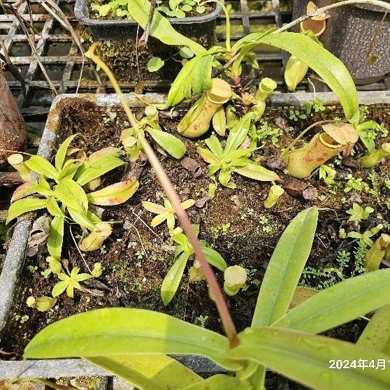 N. khasiana spotted x red seed grow 編家 食蟲植物 豬籠草