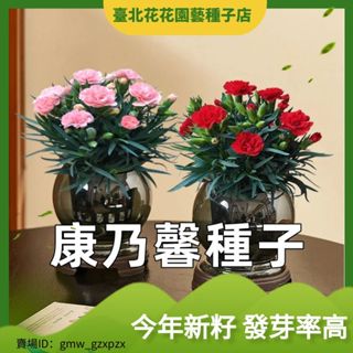 康乃馨花卉水培植物盆栽室內客廳綠植辦公室四季懶人好養陽臺盆景花卉種子【臺北花花園藝種子店】