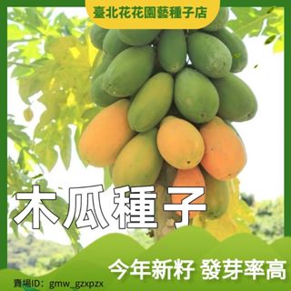 紅心木瓜種子南方種四季噹年結果盆栽正品矮化夏威夷紅肉水果木瓜種子蔬菜種子【臺北花花園藝種子店】