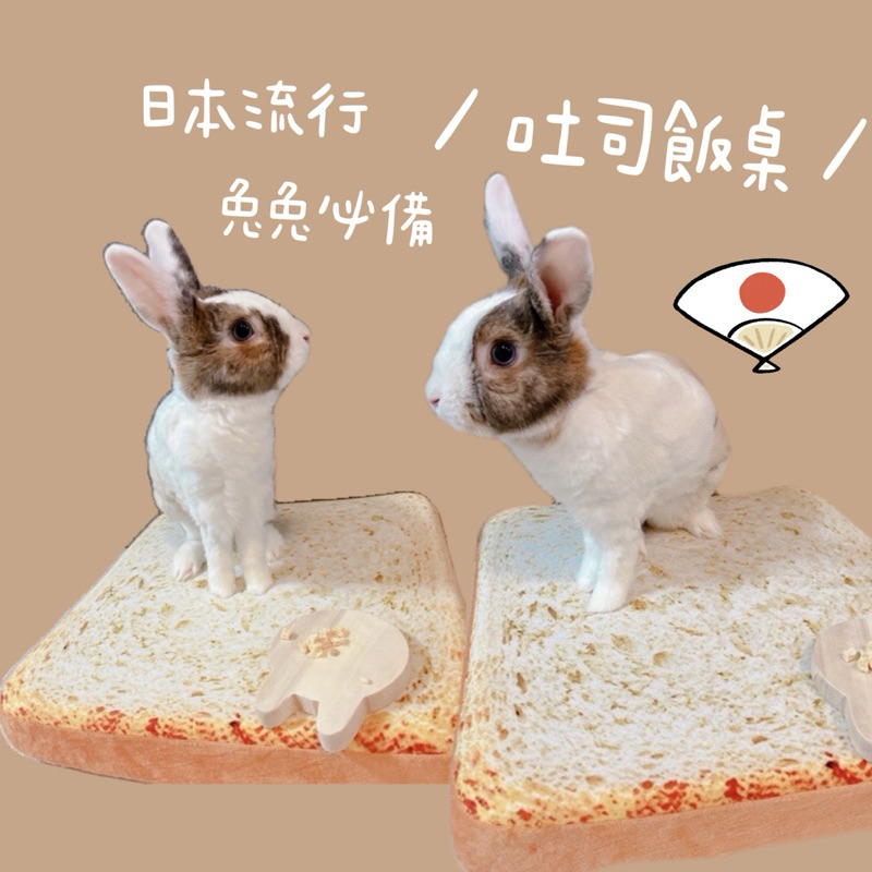 吐司坐墊｜日本養兔必備 吐司切片 兔兔專用餐桌 吐司坐墊 兔用品