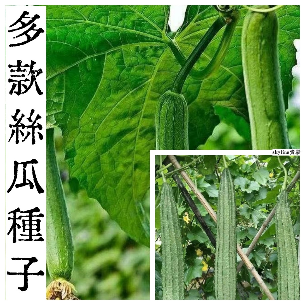 🌱（十三款絲瓜種子）四季庭院蔬菜本土蘋果絲瓜長角絲瓜牛奶絲瓜庭院陽台可種植爬藤蔬菜