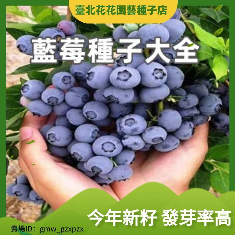 藍莓種子藍莓種籽大果南北方種植盆栽地栽果樹種子水果種子【酷農種業】