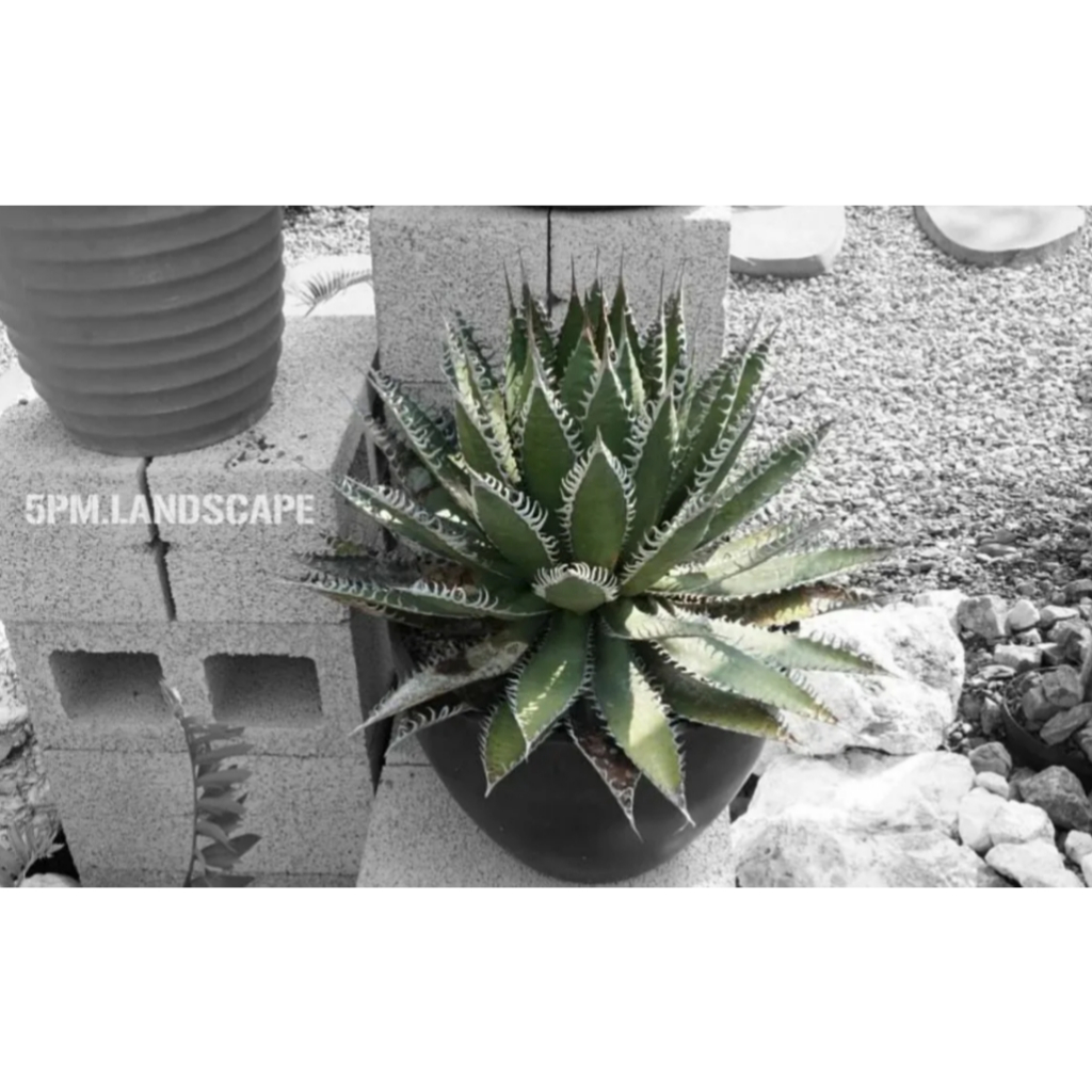 【酉5PM】霍利達變種龍舌蘭｜種子｜Agave horrida var. perotensis＿s&s