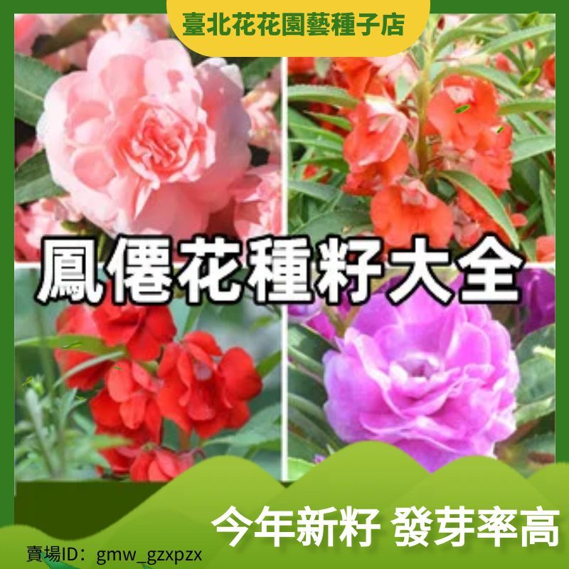 鳳僊花種籽子重瓣茶花陽臺盆栽室內學生實驗四季易種染指甲花花籽花卉種子【臺北花花園藝種子店】