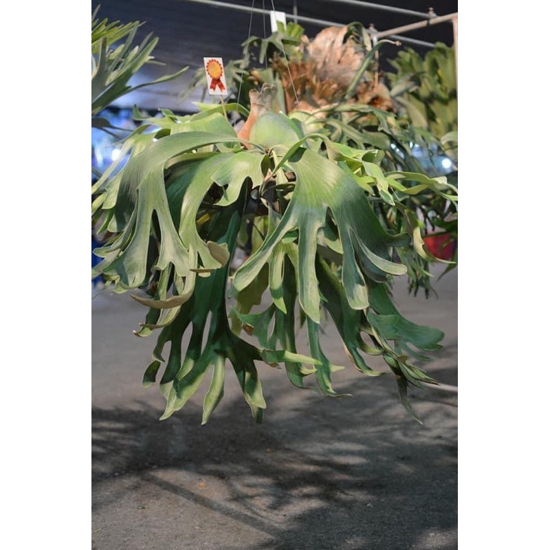 蕨竅~泰國神鳥鹿角蕨|P.Vayupak|招財鳥鹿角蕨|側芽販售|鹿角蕨|Vayupak