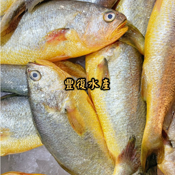 野生小黃魚,鮮嫩大黃花魚,600g,現流,船東極力推薦,市場一致好評