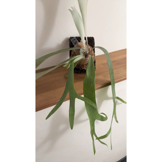 P.Small eyes 小眼睛 鹿角蕨 側芽