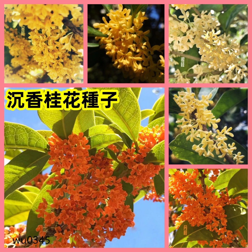 🔥🔥【桂花種子】品種大全桂花種子 四季種植桂花種子 金桂沉香 銀桂 金桂 庭院陽臺  發芽率高樹苗/花苗