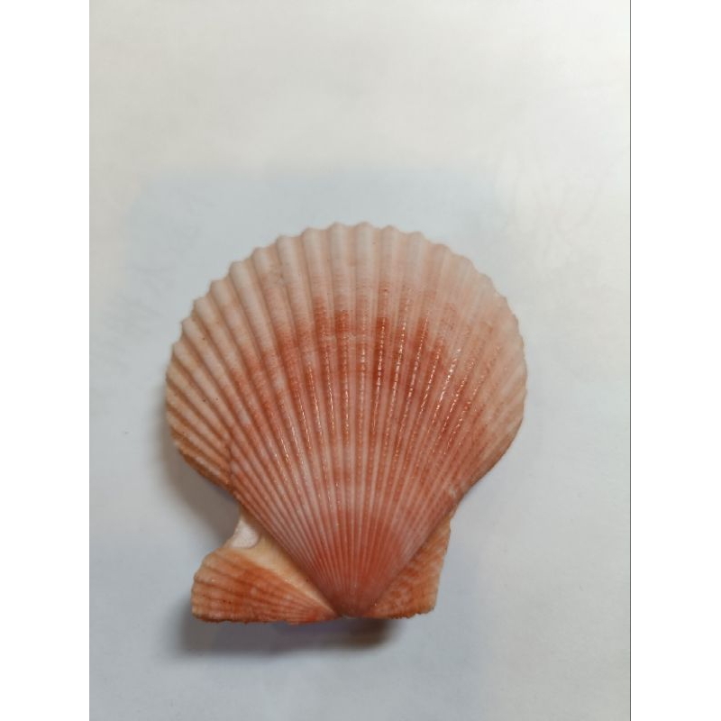 天然粉橘色扇貝/貝殼 6.8公分