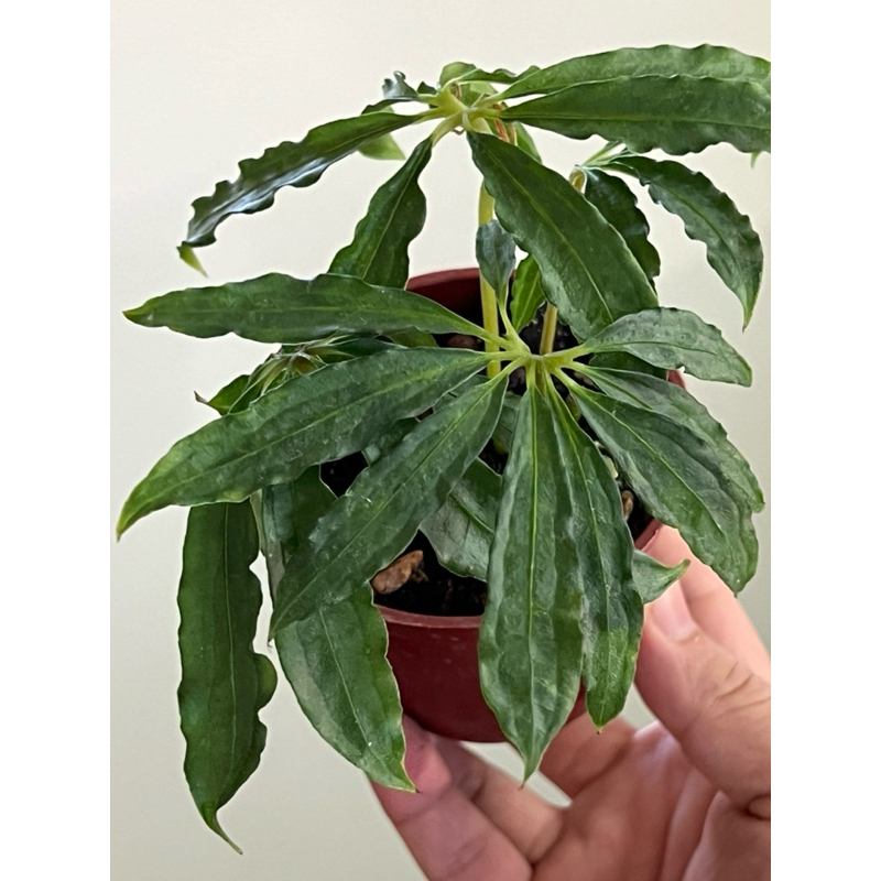 麻葉花燭/anthurium polyschistum/觀葉植物