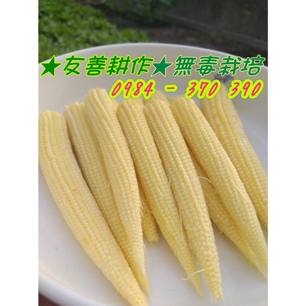 🌽 免費送 胡蘿蔔 ❗❗《 買1送 3 》❗❗ 🌽🌽 無毒栽培-冷凍紅鬚玉米筍 已剝皮剝殼 1.5kg~20蔬菜紅蘿蔔