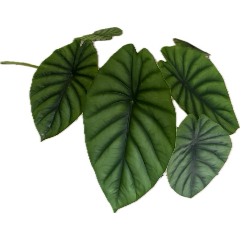 綠盾觀音蓮 Alocasia clypeolata A.Hay 2吋白方盆