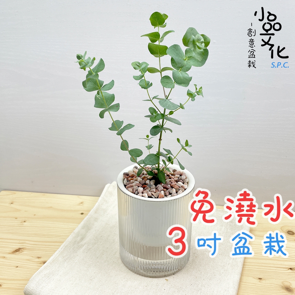 【小品文化】尤加利【現貨】3吋條紋圓免澆水盆栽 懶人盆栽 觀葉植物 室內植物 自動吸水 創意花盆 居家盆花