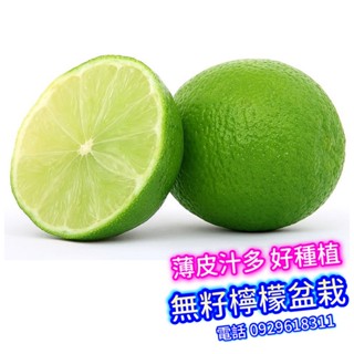 ✅無籽檸檬✅嫁接苗盆栽+施肥✅黃金檸檬 香水檸檬 四季檸檬 泰國檸檬馬蜂橙葉 甜檸檬 手指香檬 指檬 無子檸檬 四季檸檬