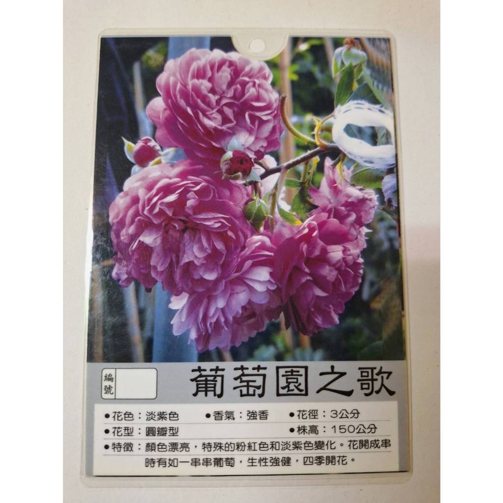 花田厝_玫瑰苗--葡萄園之歌-- 3.5吋黑軟盆 紫色  強香 蔓性