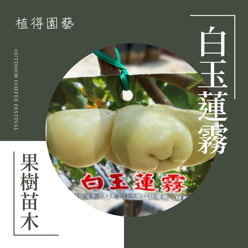 希少　台湾白玉レンブ　取木苗木(中)　蓮霧 超希少レンブ取木苗木(大)台湾白玉蓮霧
