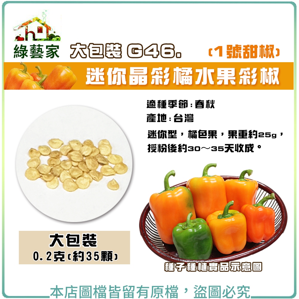 【綠藝家】大包裝G46.迷你晶彩橘水果彩椒(1號甜椒)種子0.2克(約35顆)//迷你型，橘色果，果重約25g