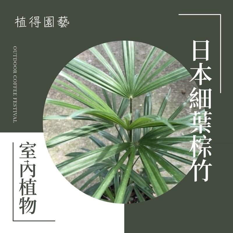 植得｜日本 細葉棕竹｜多年生常綠植物·室內植物