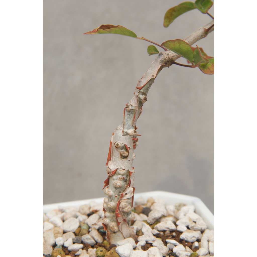 Commiphora Orbicularis的價格推薦- 2025年12月| 比價比個夠BigGo