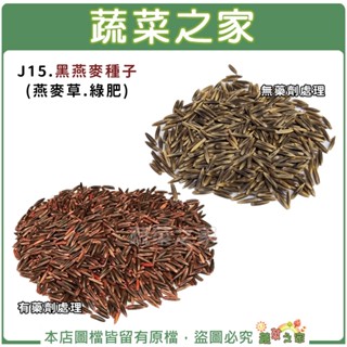 【蔬菜之家滿額免運】大包裝J15.黑燕麥種子(有藥劑處理)(燕麥草.綠肥.芽菜種子) 燕麥草可食用、打汁皆可