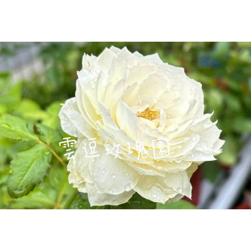 玫瑰花🌹日本.少刺到無刺.永恆之雪玫瑰花🌹使用玫瑰專用土.白玫瑰