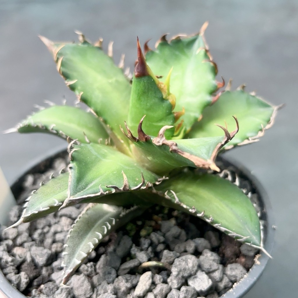 ↠有植感↞ ▮紅貓嚴龍▮ 4吋 Agave 龍舌蘭植物 多肉植物 多肉  龍舌蘭 室內佈置 觀葉 植栽 紅貓