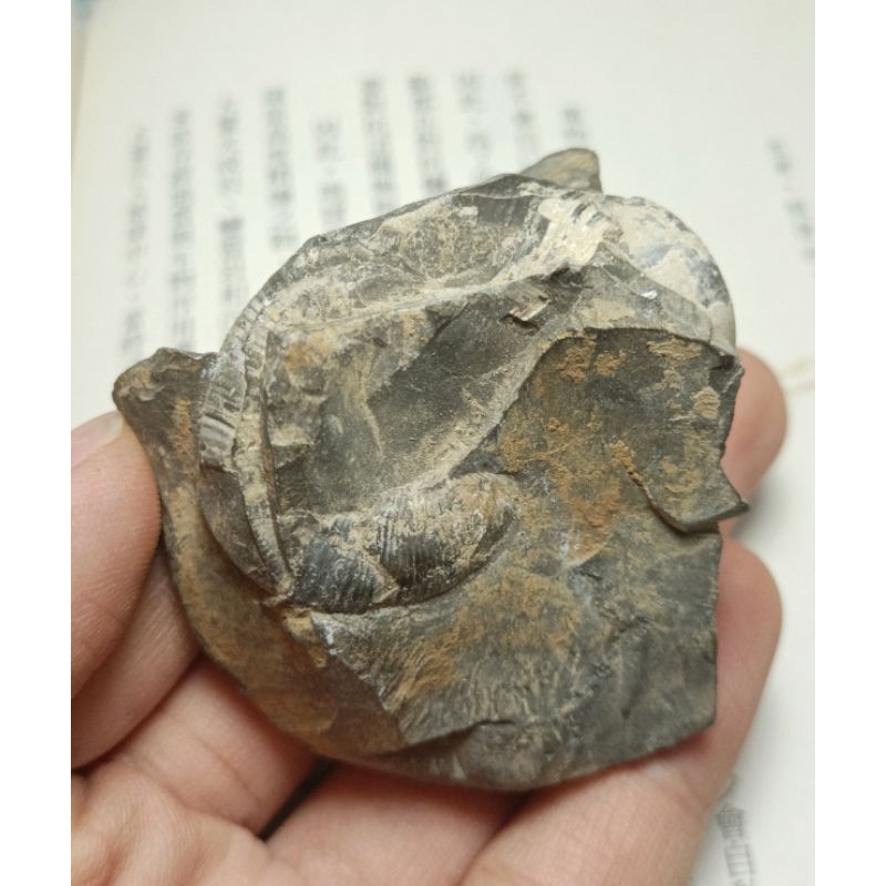 [程石] 日本北海道  未清修菊石化石原石(1)