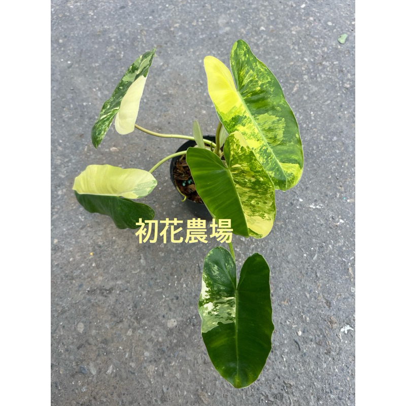 初花農場2店｜斑葉獨角獸｜3.5寸盆｜觀葉植物｜～特價200